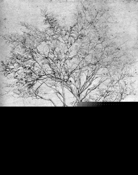 A Lemon Tree