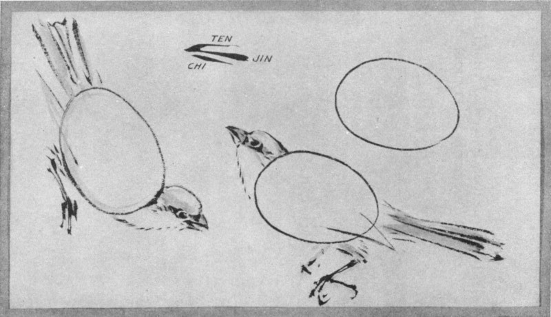 Bird and Its Subdivisions. Plate XXII.