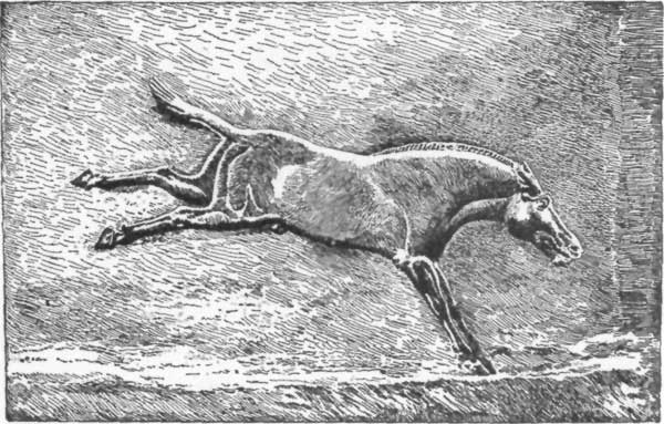 FIG. 7.—WILD ASS. BAS-RELIEF, BRITISH MUSEUM. (FROM PERROT AND CHIPIEZ.)