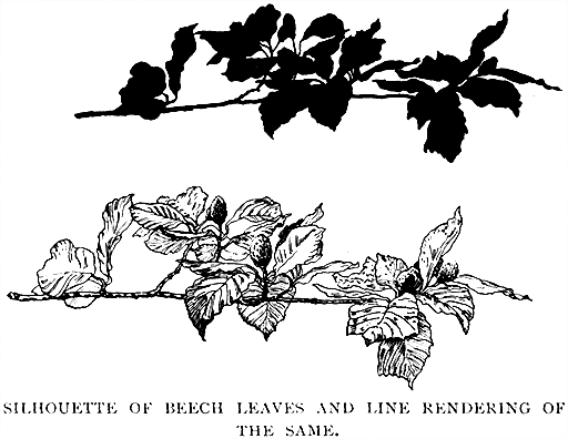 Silhouette of Beech Leaves and Line Rendering of the Same.