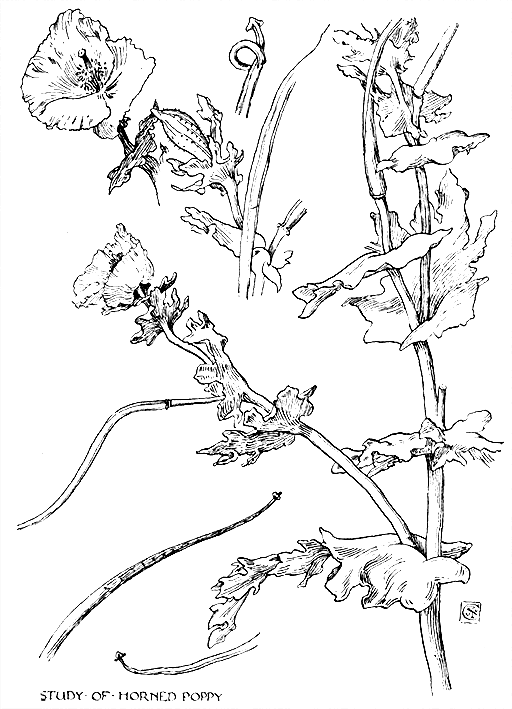 Study Of Horned Poppy